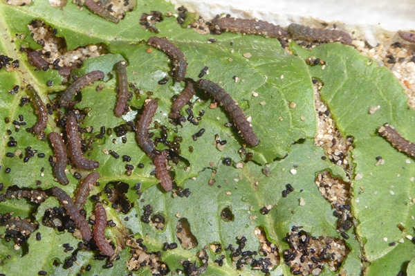 Caradrina (Paradrina) selini selinoides, Noctuidae